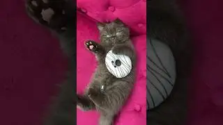 More than just a pet. Do you agree? Original audio - @777pvm (TikTok) #cat #family #mikaandmocha