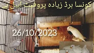 Most profitable birds in Pakistan|HM birds and Animals|26/10/2023