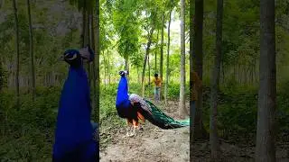 peacock catching 🦚😯#reel #reels #trending #viral #viralreels #animals #wildlife #peacock