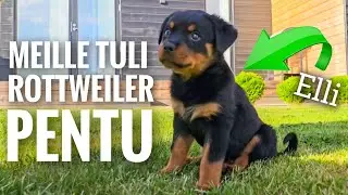 MEILLE TULI ROTTWEILER PENTU!