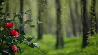 Piano in the forest