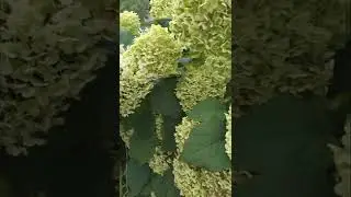 Aging All White Hydrangea Turn Into Green Color紫陽花