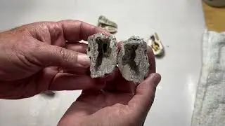Florida Fossil Coral E 170