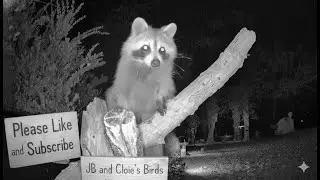 Live - 🐦N Georgia Bird Feeder & Garden Wildlife Cams, Window to Nature | 51 Species Identified