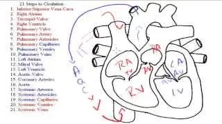 21 Steps to Circulation - Explanation