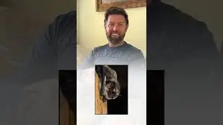 Which Animal Has The Best Hearing?