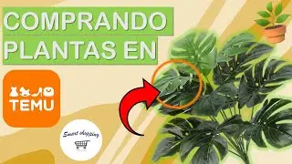 Compr&eacute;  plantas en Temu  y mira lo que paso,valen la pena ?