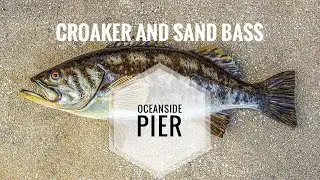 CROAKER AND BASS? Amazing Fighters, Early Morning Fishing In Oceanside Pier #CroakerFishing