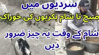 How I Feed My Goats Daily in Winter | Goat's Feed Schedule at my Rooftop Goat Farming 