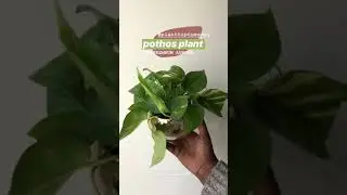How To Care For A Pothos Plant | Indoor Care Tips, Low Light Plant, Easy Care, Vines Beautifully