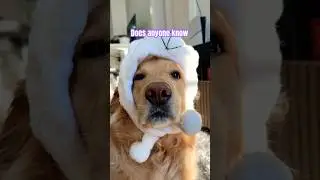 Can u guess??#funny#cutedog#pets#goldenretreiver#happy#cute#youtube#puppy#puppies#comedy#dog#shorts