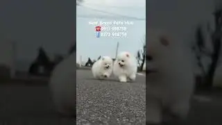 Toy Pom Puppy Available Home Delivery Anywhere in India #toy #pomeranian #pomeranianpuppy #india