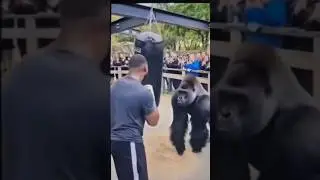 gorilla punch in power 😂#animallife #wildtv #funny #cute #animals # love, animals# gorillas