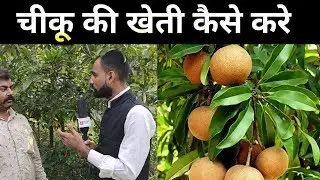 चीकू कि खेती कैसे करे Chiku farming in hindi - kheti kisani