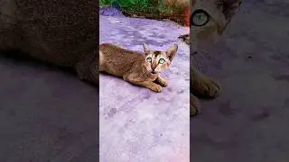 #viralvideo -billi(cat) bala video बिल्ली बाला वीडियो #shorts #video #cat #whatsappstatus