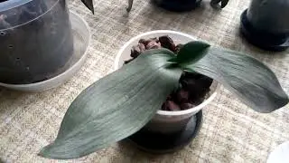 Orchidea (gyökérrothadásból mentetett Phalaenopsis)