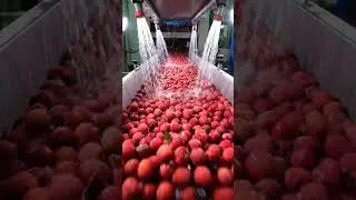 lychee #MegaFoodFactory #FoodFactory #InsideTheFactory