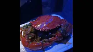 Singapore Chilly Crab at Ocean's Grill Kolkata far from Singapore