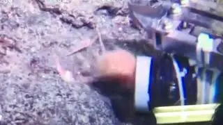 【決定的瞬間】センジュエビ捕獲の瞬間！吸い込まれる〜。深海生物、JAMSTEC、海洋研究開発機構、深海、探査、追浜、しんかい6500 ダーウィンが来た！