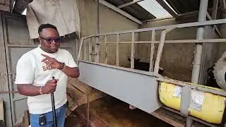 Uterizing small space for calfs and bulls