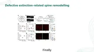 Nature | The microbiota regulate neuronal function and fear extinction learning