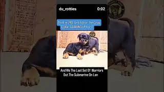ROTTWEILER BROTHERS. #doneyuno #rotties #reels #shortvideo #rottweiler