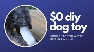 DIY Water Bottle Dog Toy (FREE + EASY)