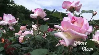Maasvallei: Rosarium Lottum - Rozentuinen