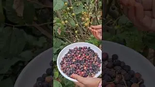 falsa fruits harvesting #falsa #fruits #mygarden #organicfarming #gardening #shortvideo #ytshorts