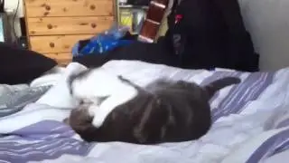 Kitty vs Aimi