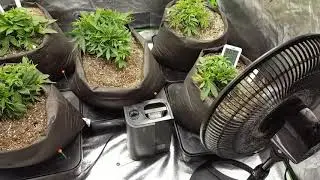 LST making monsters in these Octopots