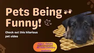 German Shepherd Unboxing at Dogiz Line the Exotic Pet Shop in Jajpur|| Pet Shop near me | Dogiz Line