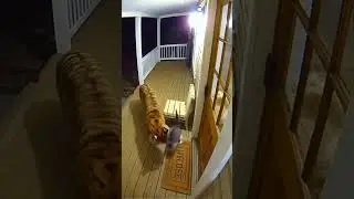 Episodes 06 🦁🐅🐶🐱Tiger Sneaks Into Neighborhood | Real Security Camera Footage