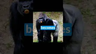 did you know that now you know? #gorillatag #gorillatagvr #vr #vrgaming #vrgame #monke #gaming