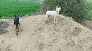 Couple of Black Dogs Mating and Crossover Process,dog mating, dog breeding, black dogs mating🥰 dog 