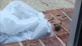 Grandma's Nut Stealing Squirrel