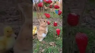 Squirrel eating fruits