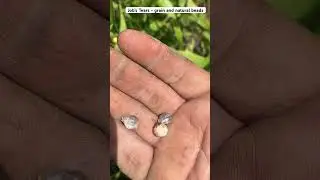 Grow Job&rsquo;s Tears for DIY Jewelry Projects and Grain