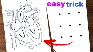 Human heart drawing | human heart diagram | How to draw human heart step by step | easy trick