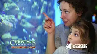 Adventure Aquarium Christmas Underwater :15