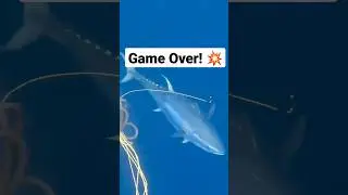 Atum Gigante...tiro de milh&otilde;es...#spearfishing #pescasub #pescasubapnea #tuna #bigtuna