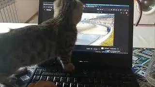 Cat vs car racing