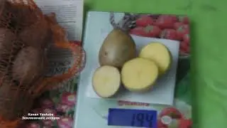 НОВЫЙ  ВЫСОКОУРОЖАЙНЫЙ СОРТ   КАРТОФЕЛЯ  ЗЕКУРА .