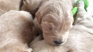 The cutest newborn puppies in the world taking a nap! F1 Mini Goldendoodles