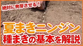 いよいよ種まきシーズン！夏まきニンジンの種まきの基本と発芽を成功させる管理法を徹底解説！【農園ライフ】