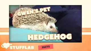 Facts About the Hedgehog | Facts | Stuff Lab