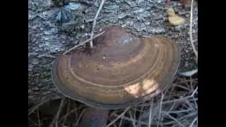 Australian Fungi - Mushrooms Part 3.