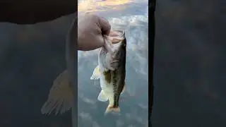 Bass tournament release! New video drops Thursday 7am! #fishing #basstournament #bassfishing #bass