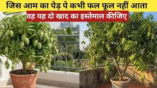 आम के पौधे में ज्यादा से ज्यादा मंजर कैसे ले | Mango Plant Flowering Fast | Before After Result