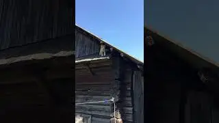 Бедняга упал с этой крыши и теперь лежит и кульгает на одну лапку